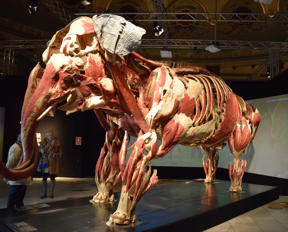 Body Worlds Animal Inside Out