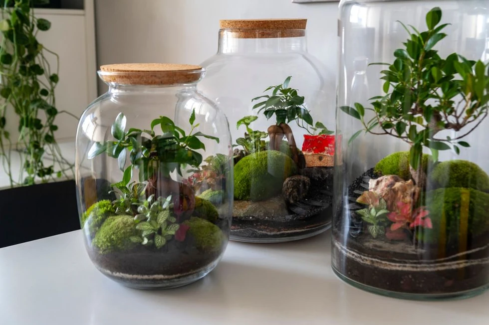 Cómo hacer un jardín en botellas de vidrio