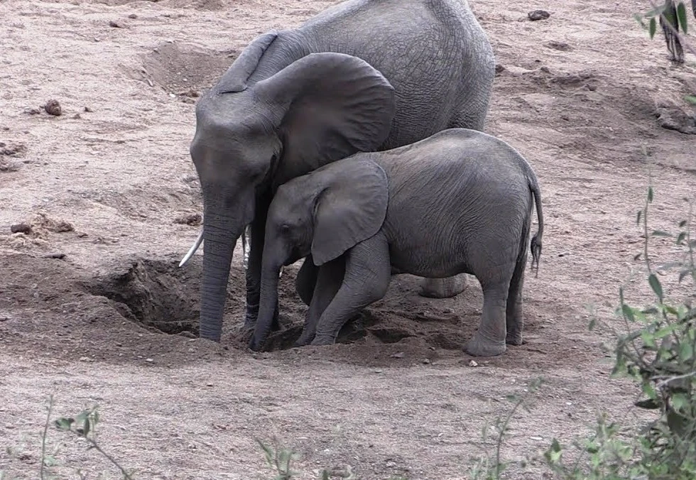 ¿Conocen la asombrosa habilidad de los elefantes para encontrar agua?