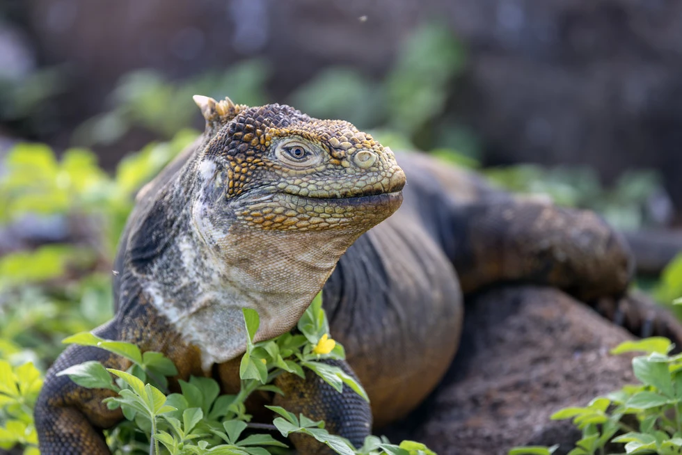 ¿Por qué son importantes las Islas Galápagos?
