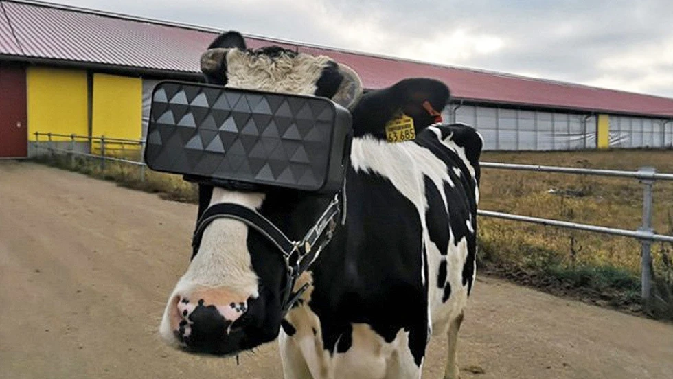 ¡Increíble! Gafas de realidad virtual para vacas
