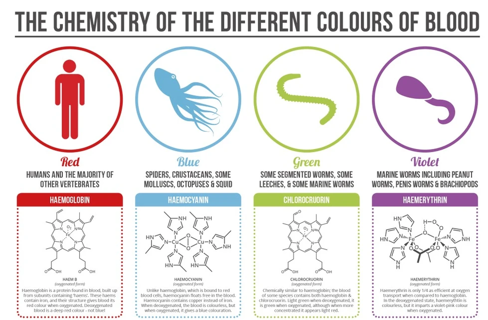 Los distintos tipos de colores de la sangre, ¡esto sí que es curioso!