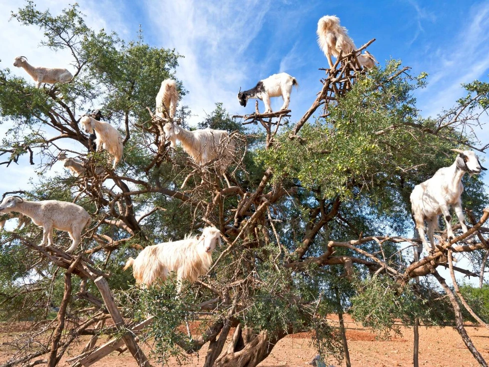 Las cabras "trepadoras de árboles" de Marruecos