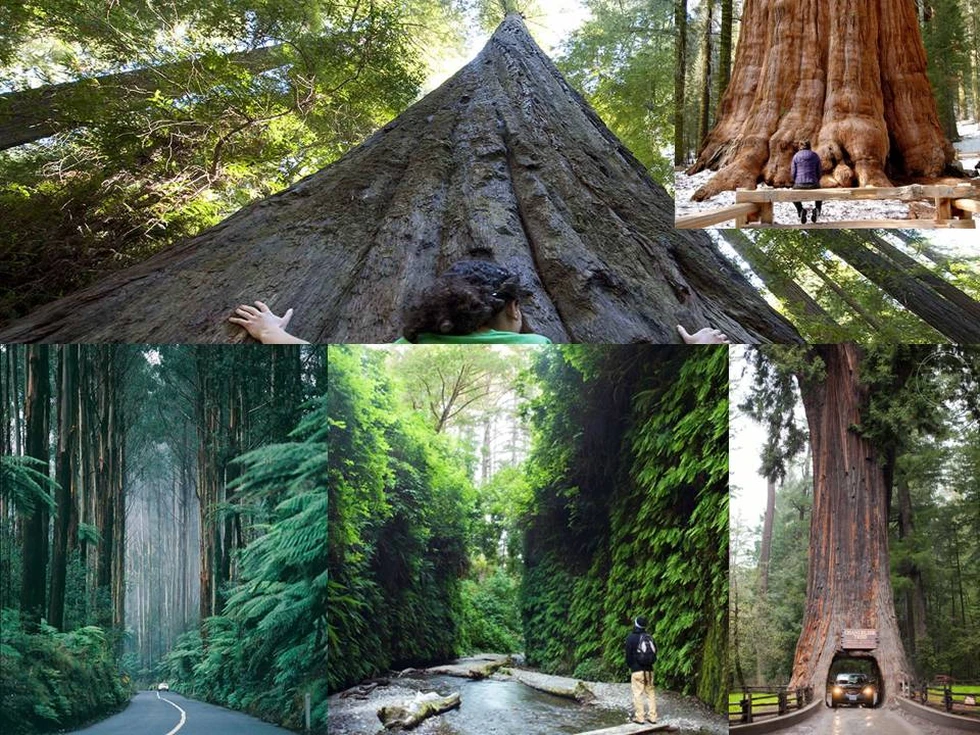 ¿Han visto árboles gigantes alguna vez?