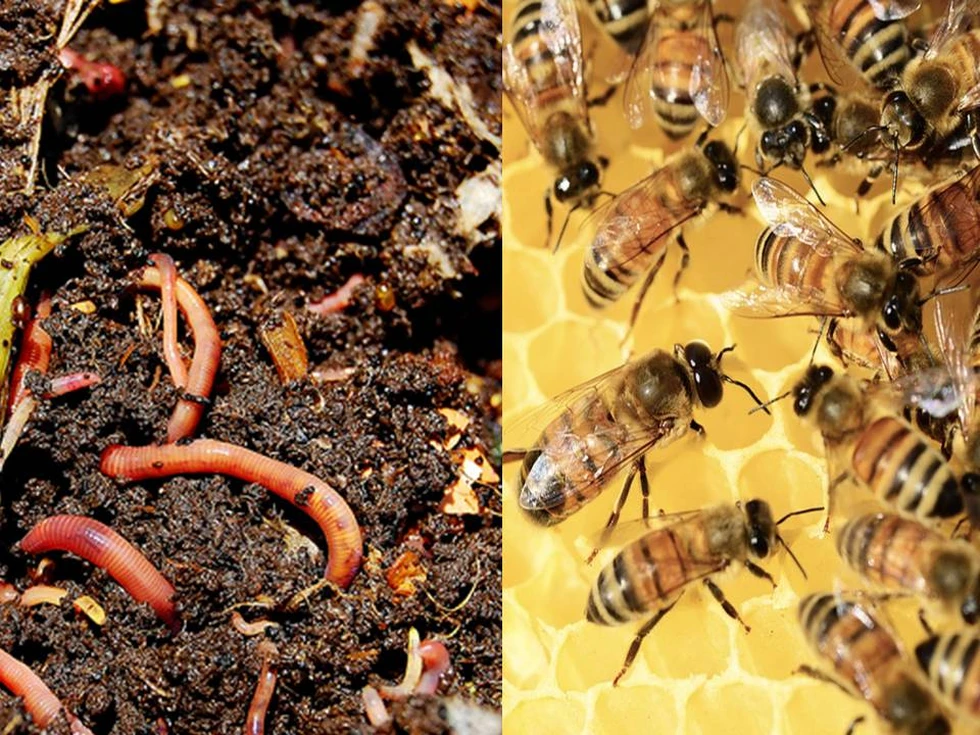 ¿Las animales más importantes del mundo?