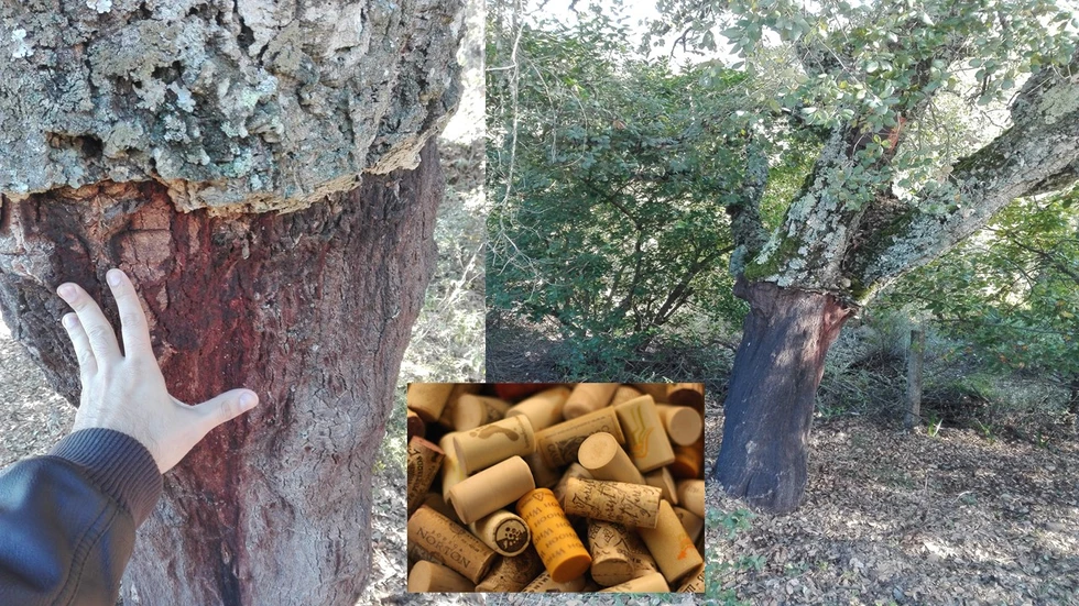 ¿Sabes de dónde sale el corcho para los tapones de las botellas?