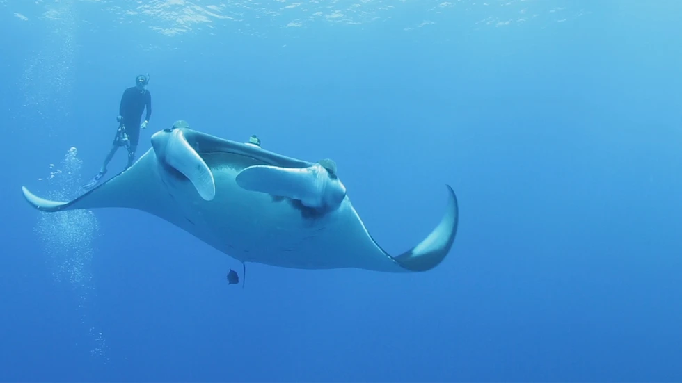 ¿Has nadado o buceado junto a mantas gigantes?