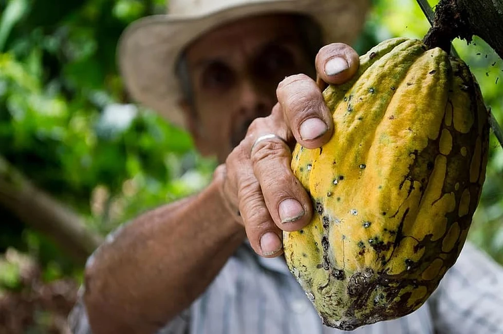 ¿Cual es el origen del chocolate?