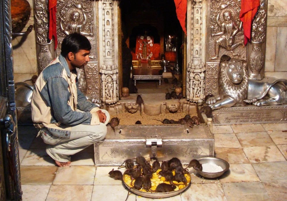 Así es Karni Mata, el templo de las ratas