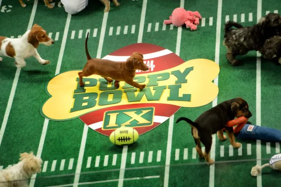 Puppy Bowl: un evento para concienciar