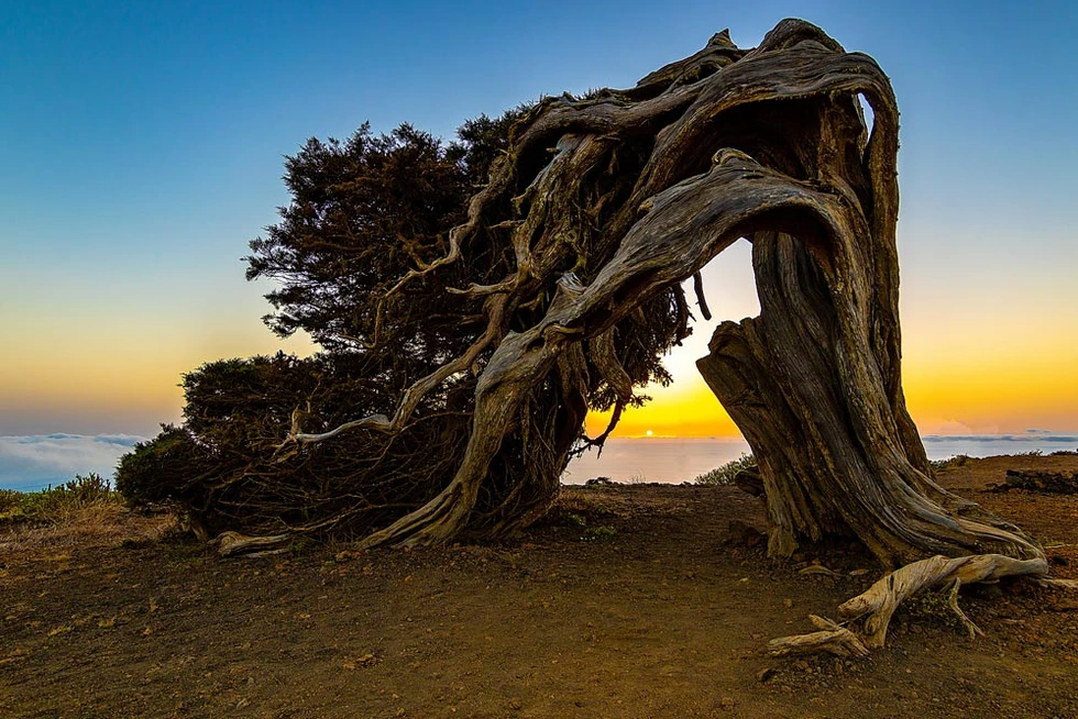 Las espectaculares sabinas de El Hierro
