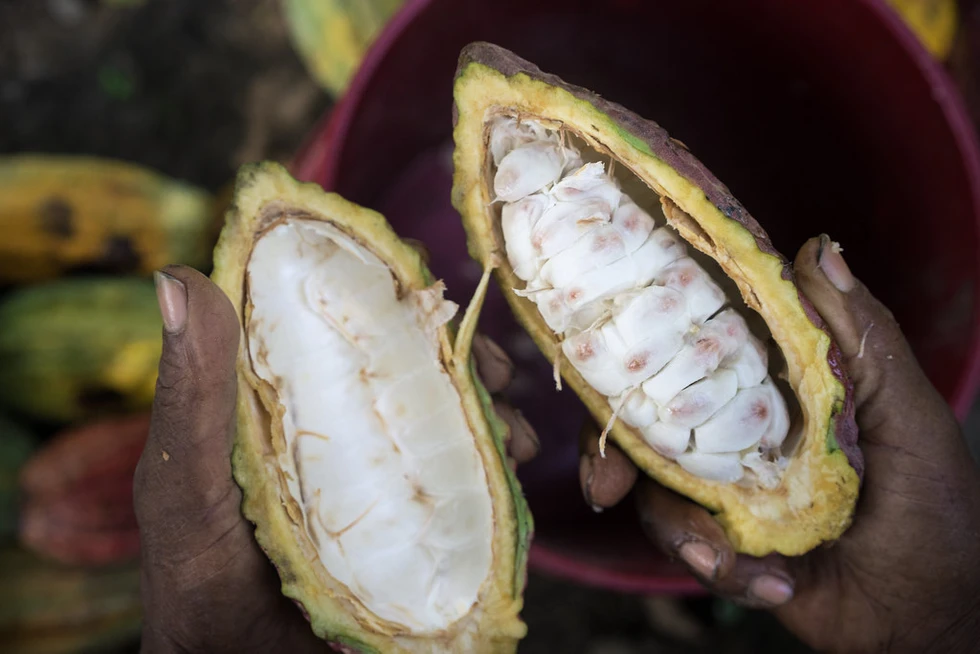 ¿Cual es el origen del chocolate?
