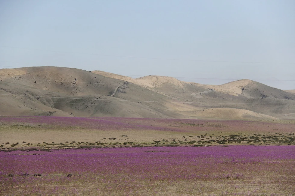 ¿Qué es el Desierto Florido y dónde está?