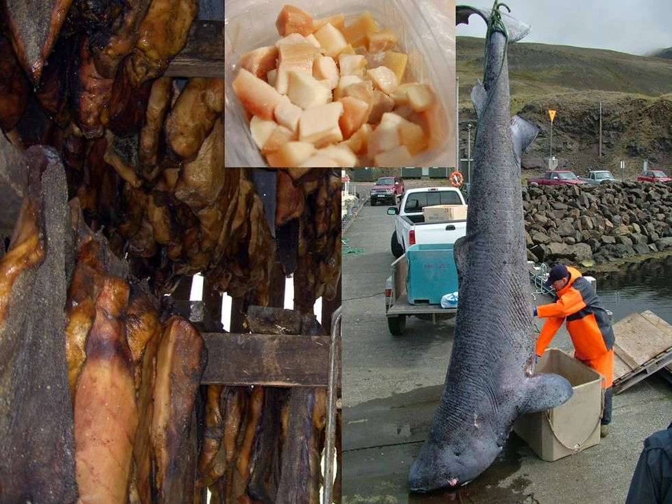 Hákarl, una tradición gastronómica sólo para valientes...