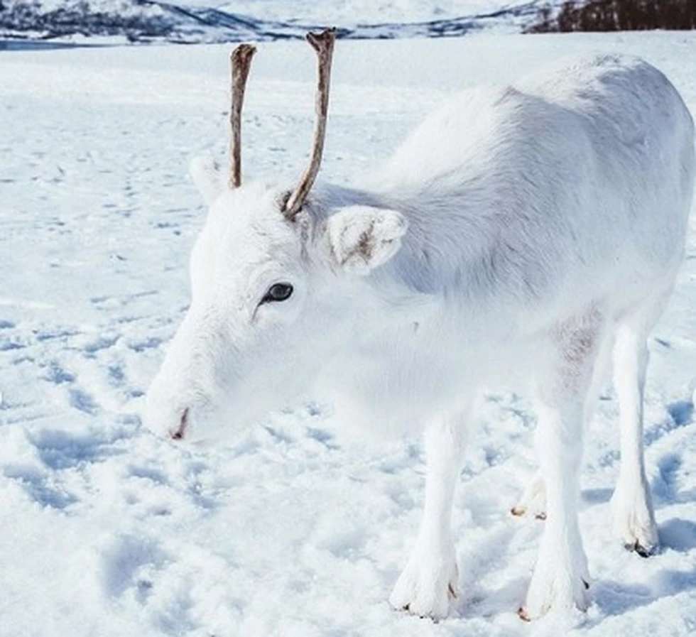 Un raro ejemplar de reno blanco es fotografiado en Noruega