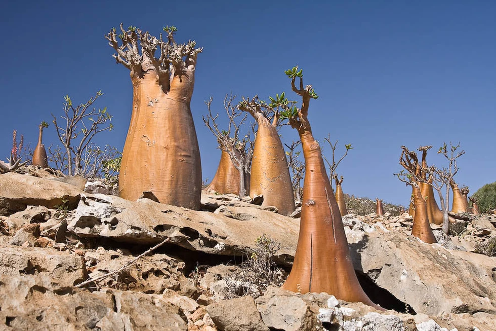 Socotra: Una isla de ciencia ficción
