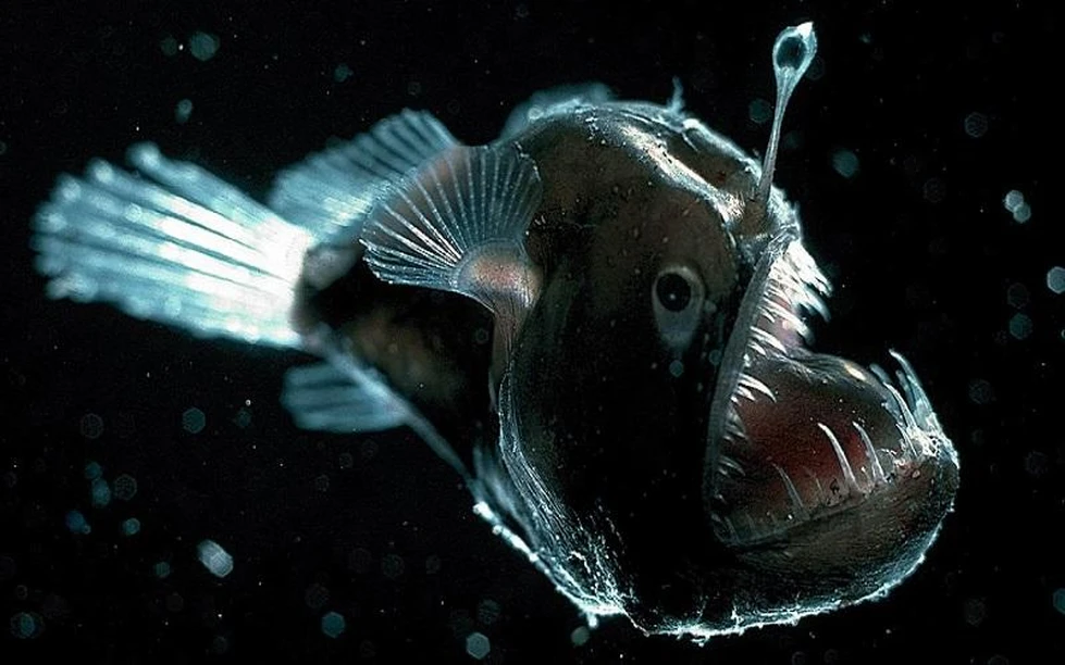 Las criaturas marinas más extrañas del mundo