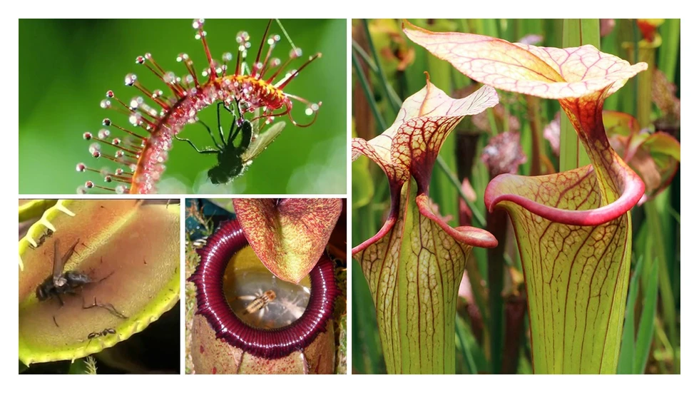 Plantas carnívoras, hermosas y asesinas...