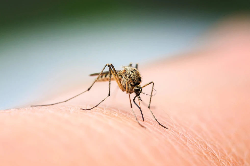 Tipos de mosquitos y las enfermedades que transmiten