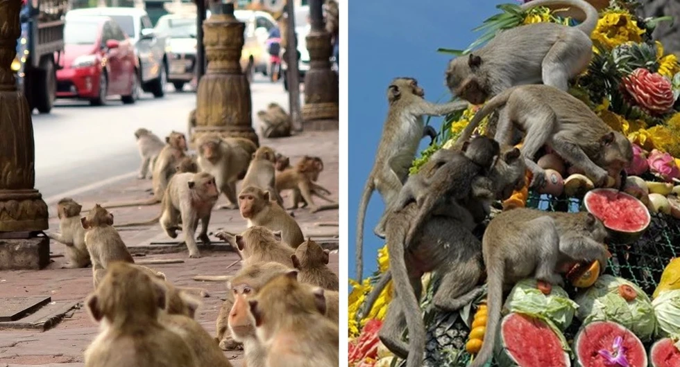 ¿Dónde está la Ciudad de los Monos?