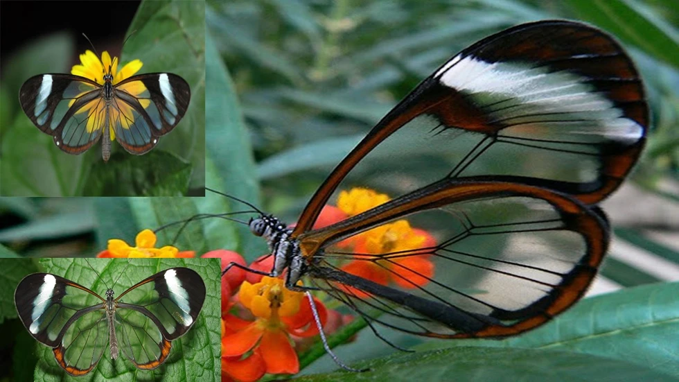 Un curioso tipo de mariposa...