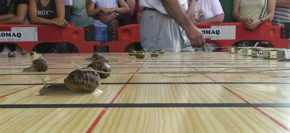 ¿Han asistido a una carrera...de caracoles?