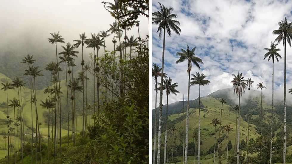 El valle de las palmeras gigantes...