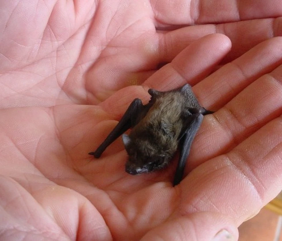 Los animales más pequeños del mundo, ¡son miniaturas!