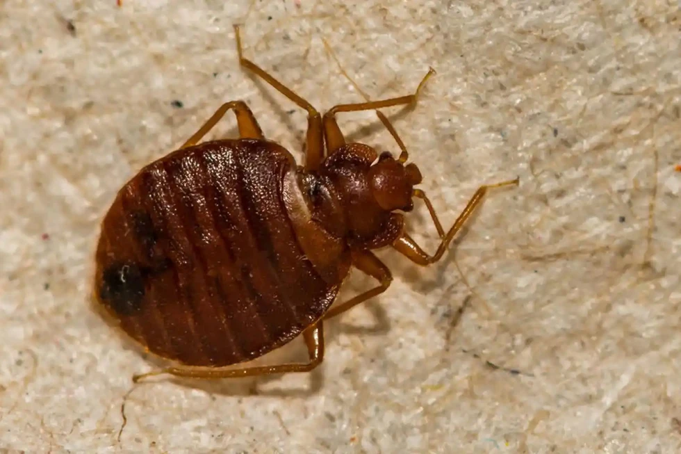 ¿Cómo son las chinches?