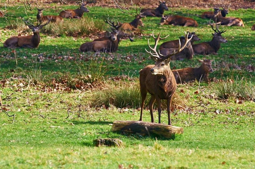 Richmond Park