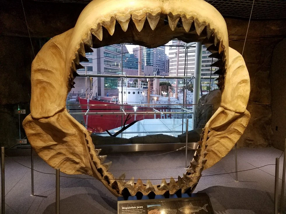 El tiburón más grande que jamás ha existido