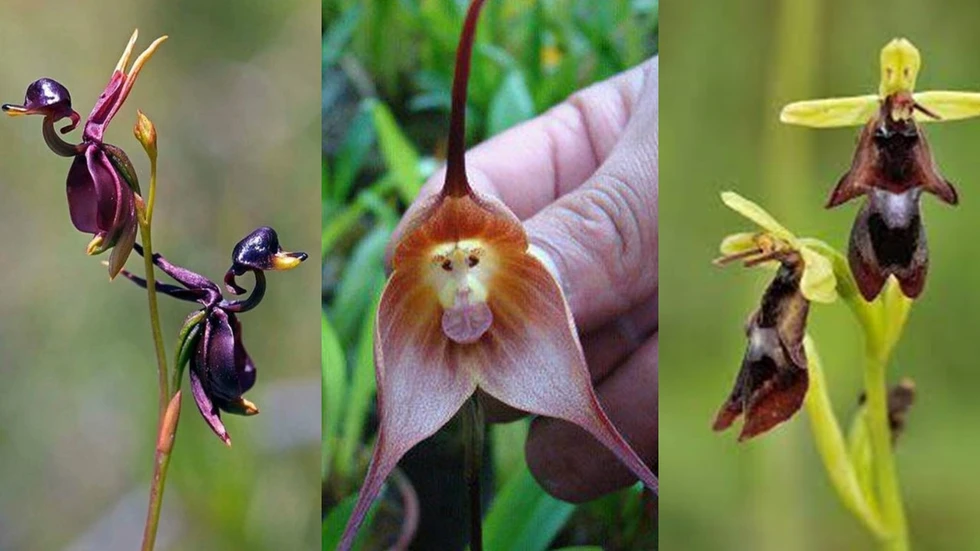 Algunas de las orquídeas más raras del mundo