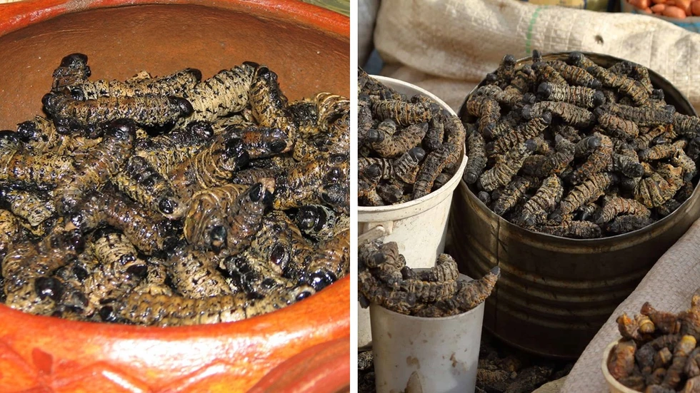 Orugas Mopane, un importante recurso forestal y alimentario en el sur de África