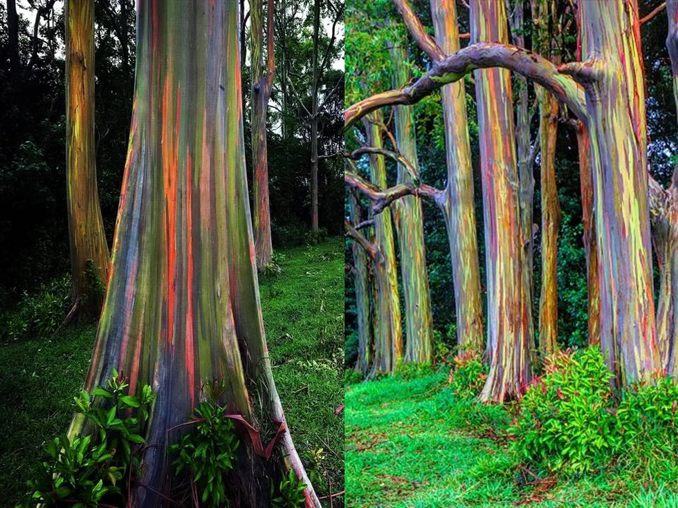 Un árbol extraordinario y único: el Eucalipto Arcoiris