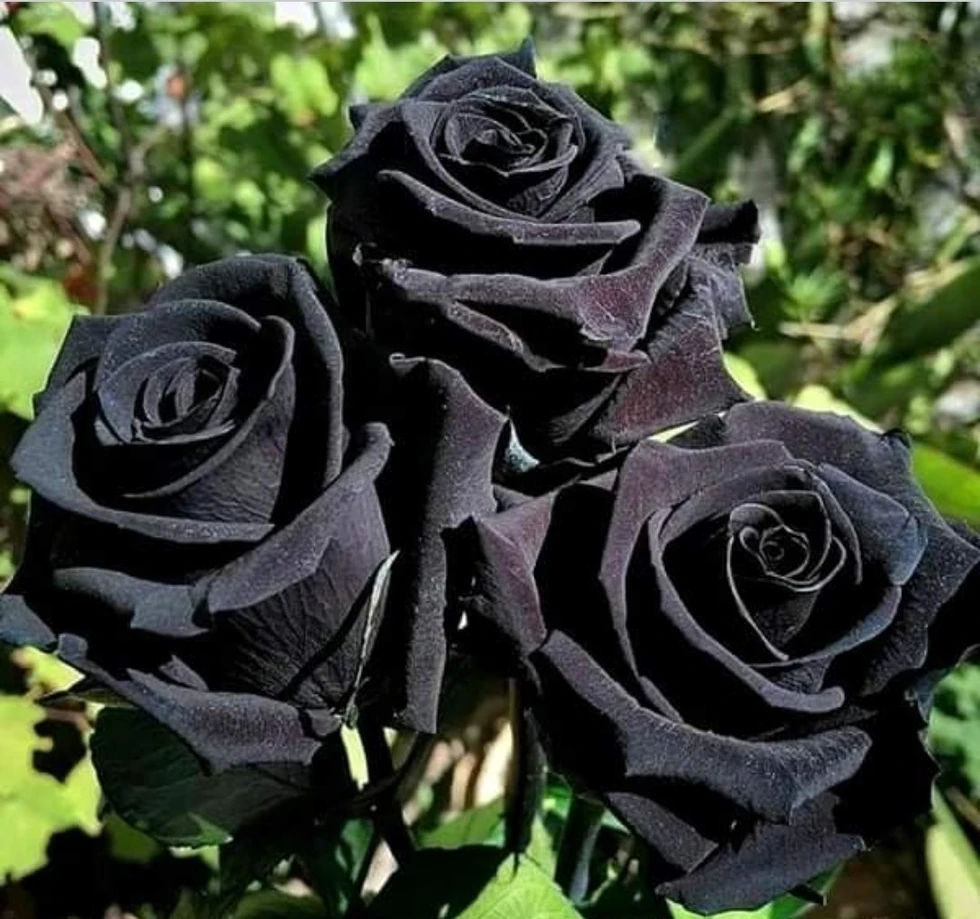 Las rosas negras de Halfeti, únicas en el mundo