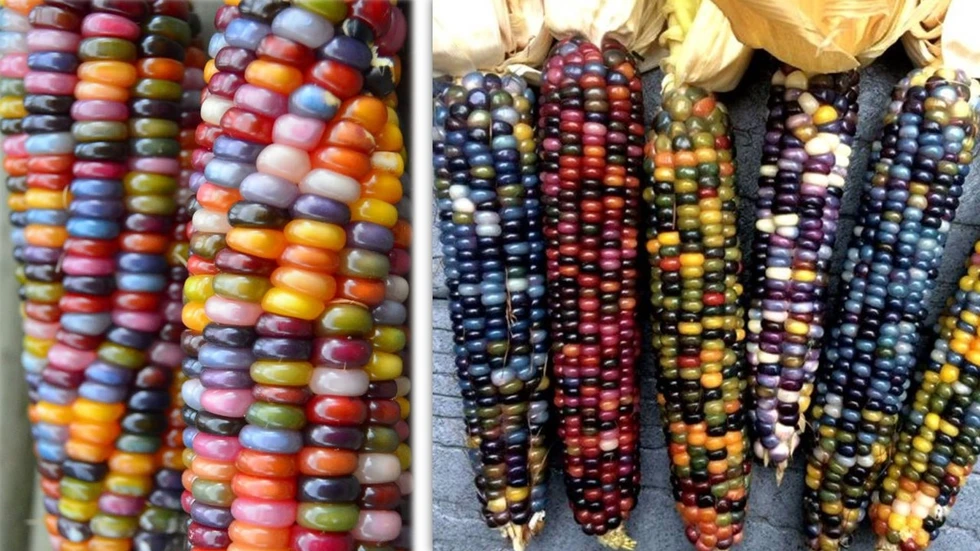 ¿Conocen el maíz de los mil colores?