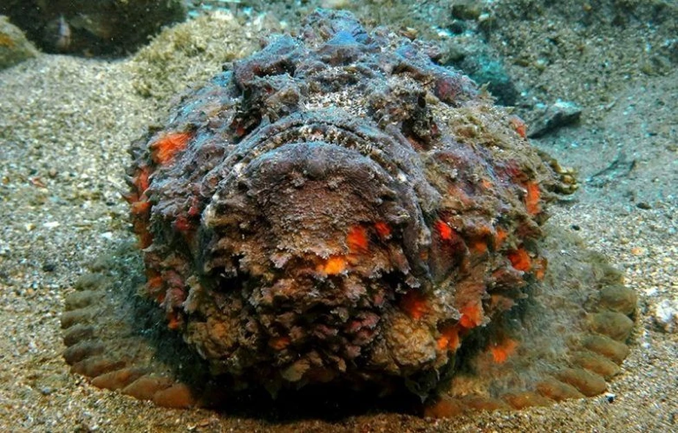 Los 5 animales más venenosos del mundo