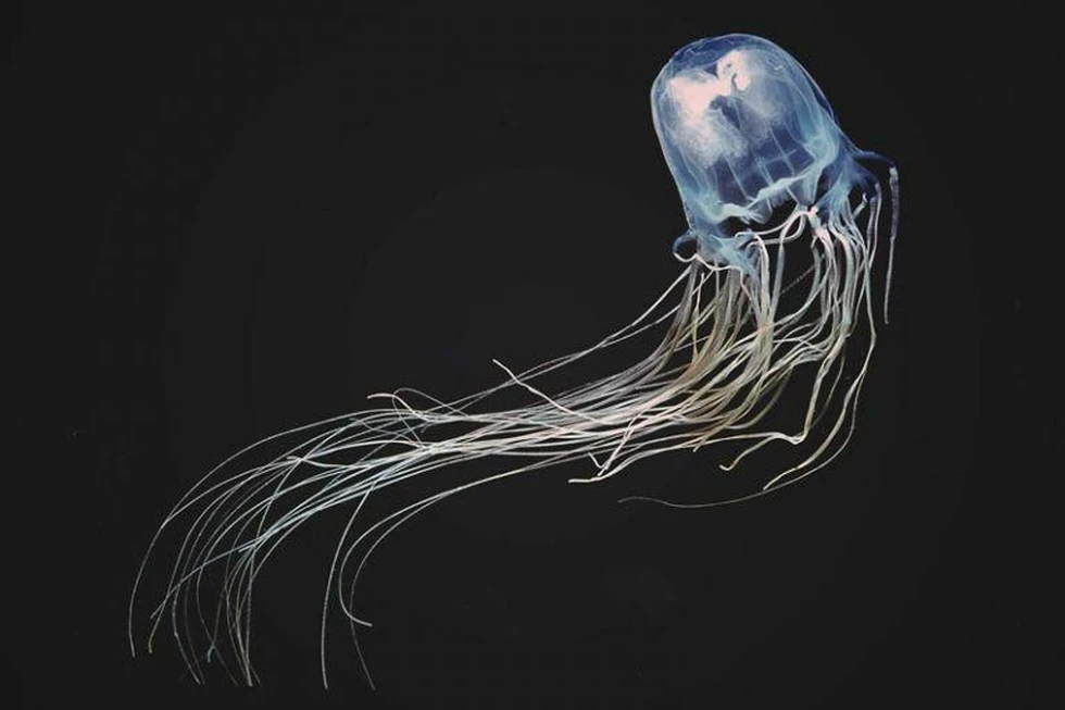 Los 5 animales más venenosos del mundo