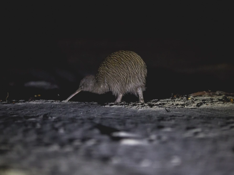 ¿Han visto kiwis en la oscuridad?