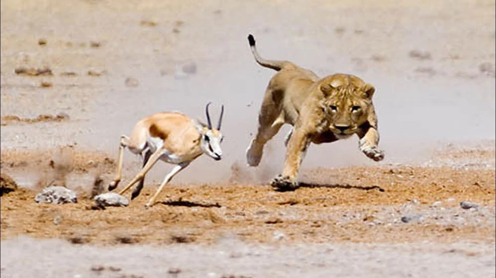 Los animales terrestres más rápidos del mundo