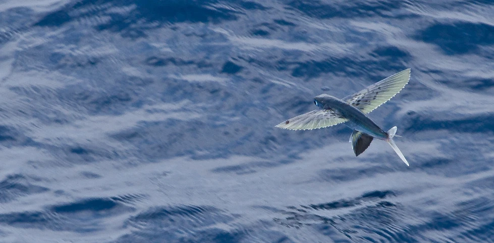 ¿Alguna vez han visto peces voladores?