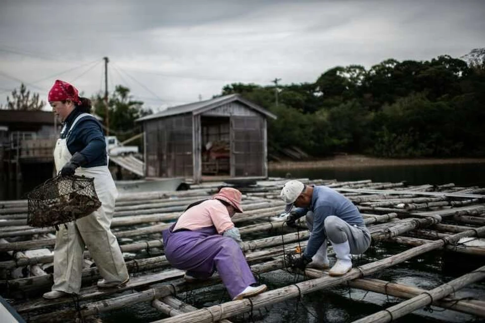 Granjas flotantes de perlas, una tradición de lo más curiosa...