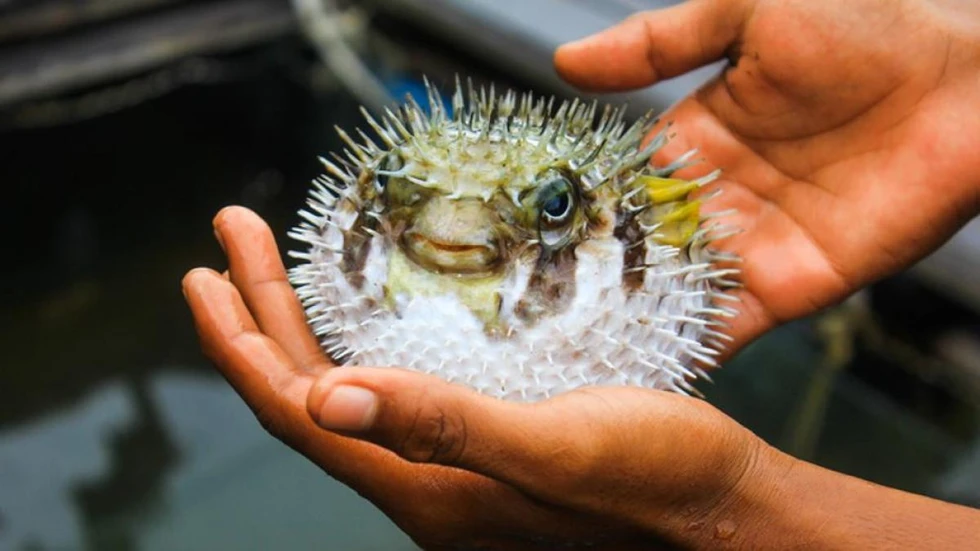 Fugu: Así se cocina el pez más tóxico del mundo