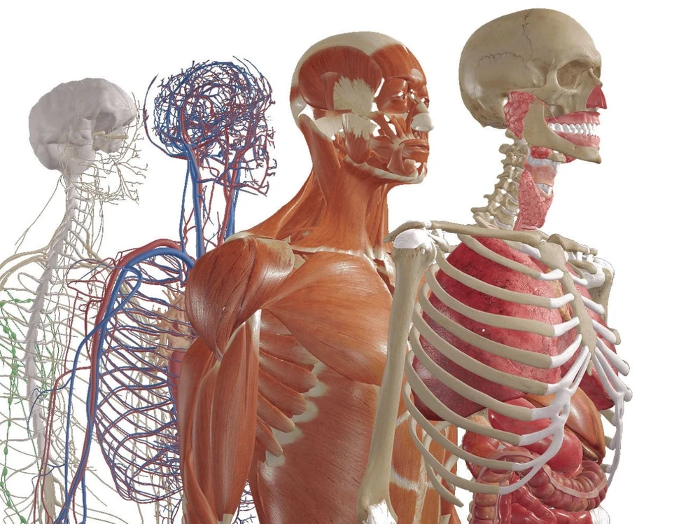 Guía de los principales órganos y sistemas del cuerpo humano y sus funciones