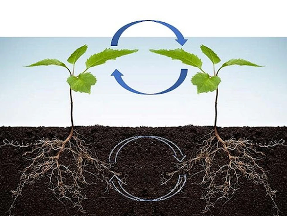 Las plantas pueden comunicarse entre ellas