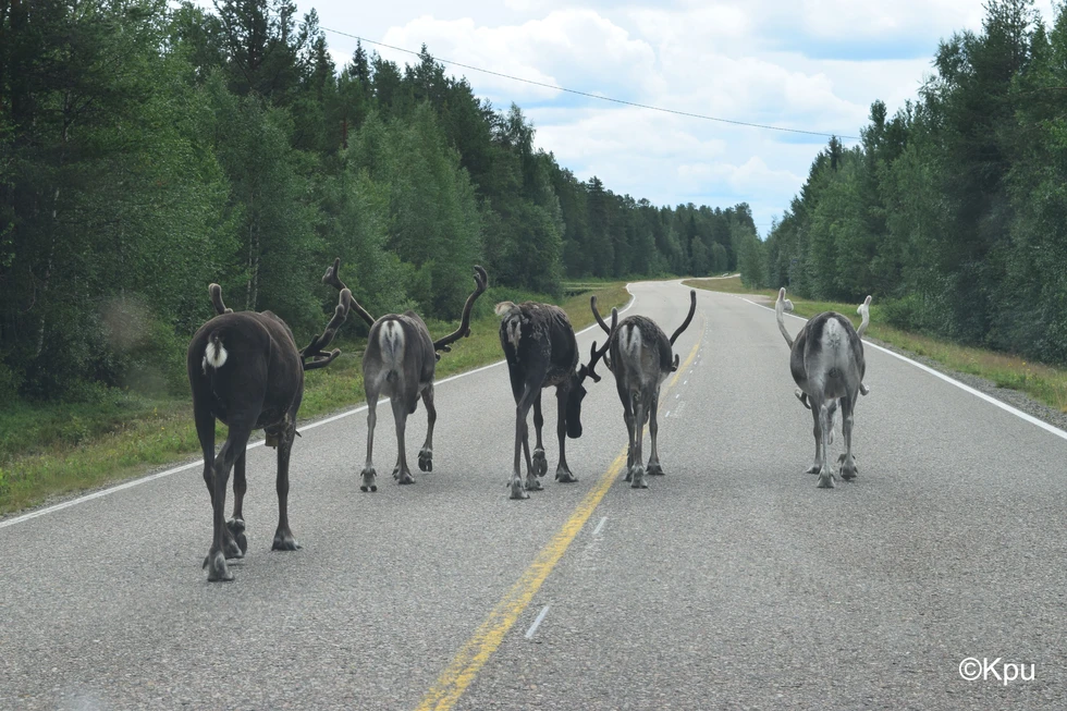 Les presento a unos curiosos "usuarios" de carreteras