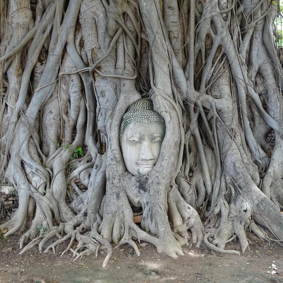Wat Mahathat, la Cabeza de Buddha en el árbol