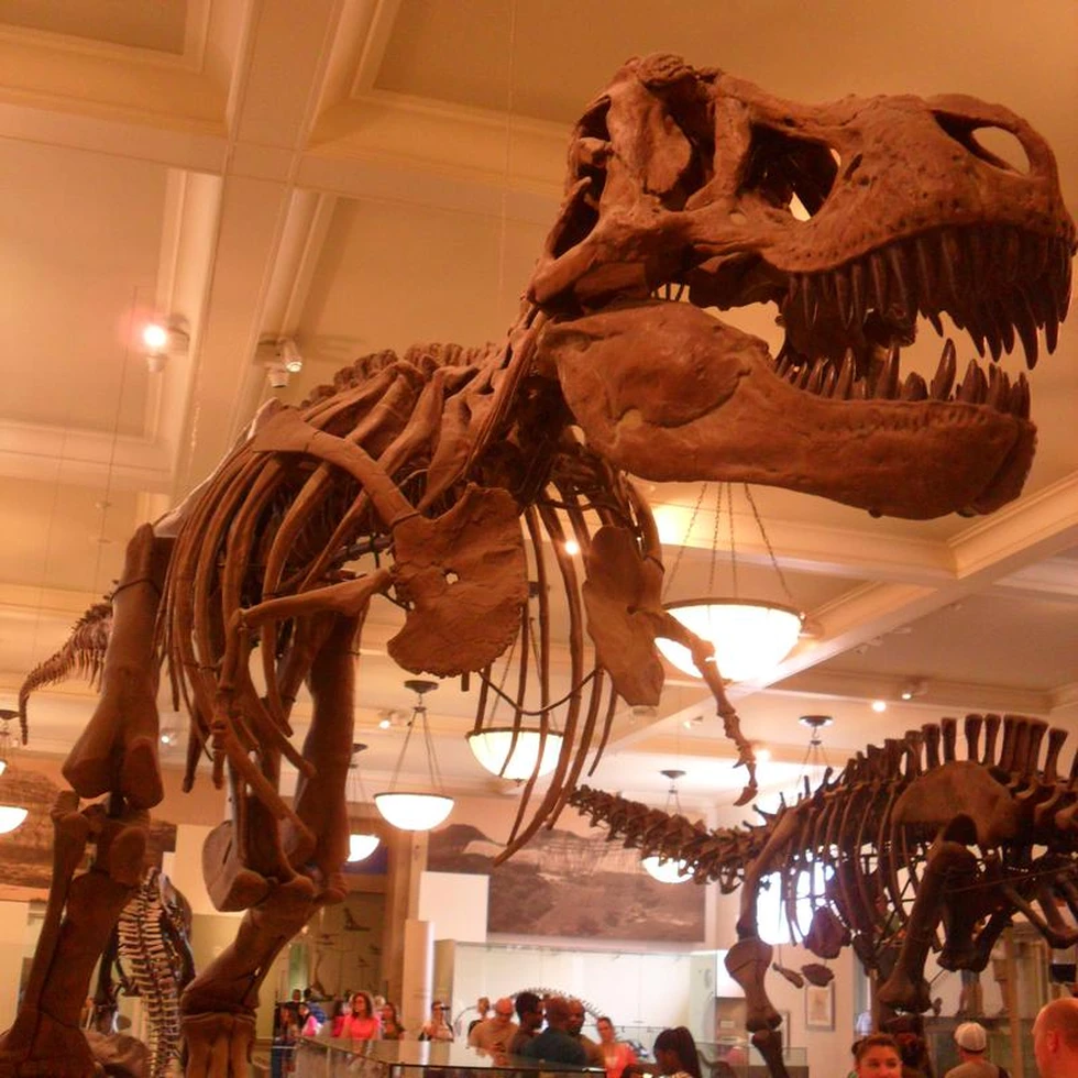 El poderoso Tyrannosaurus Rex...