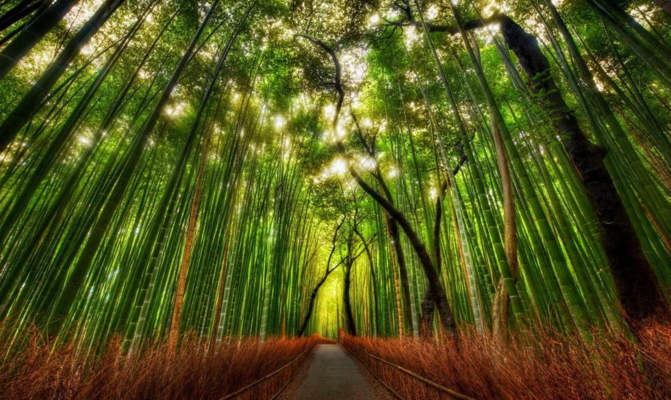 El mágico Bosque de Bambú...