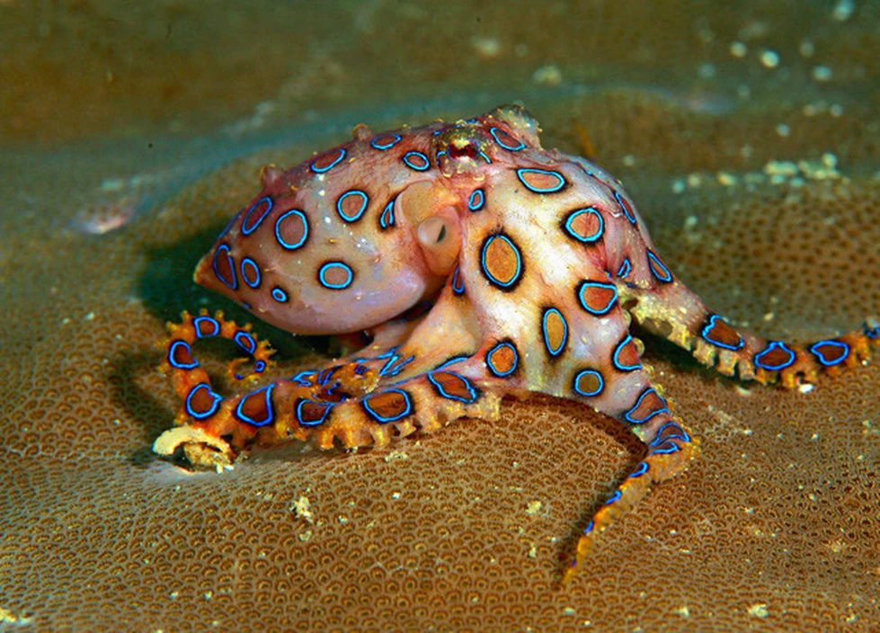 Los 5 animales más venenosos del mundo